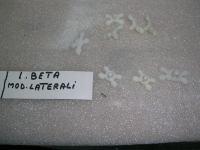 Mollette Fissaggio Modanatura Laterare Lancia Beta 